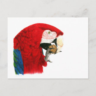 Cartão Postal Cartão-postal Macaw Scarlet