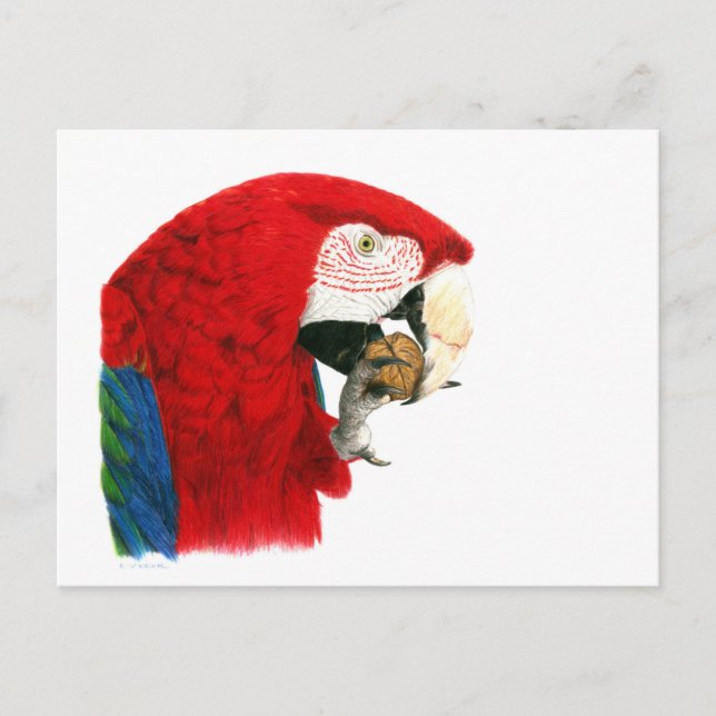 Cartão Postal Cartão-postal Macaw Scarlet (Frente)