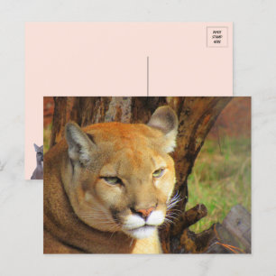 Cartão Postal Cartão-postal Majestoso Cougar