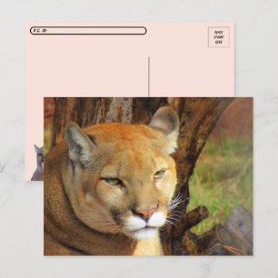 Cartão Postal Cartão-postal majestoso de charuto com caixa de id