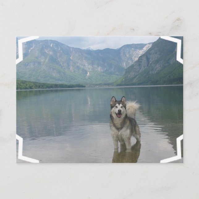 Cartão Postal Cartão-postal Malamute (Frente)