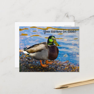 Cartão Postal Cartão-postal Mallard Duck