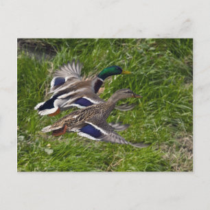 Cartão Postal Cartão-postal Mallards Voando