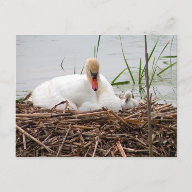 Cartão Postal Cartão-postal Mama e Eu (2) (Frente)