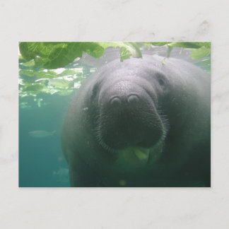 Cartão Postal Cartão-postal Manateado de Disquete