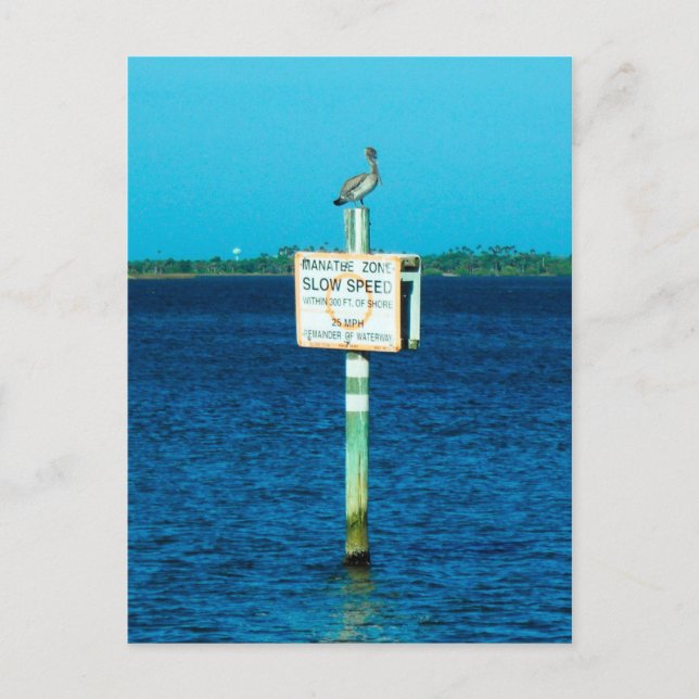 Cartão Postal Cartão-postal Manatee Zone (Frente)
