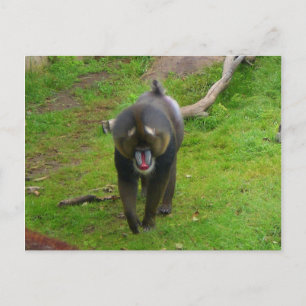 Cartão Postal Cartão-postal Mandrill