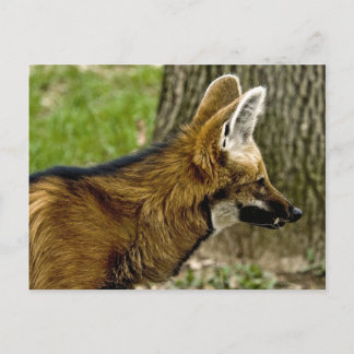 Cartão Postal Cartão-postal Maned Wolf 1529