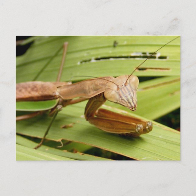 Cartão Postal Cartão-postal Mantis 83 ~ (Frente)