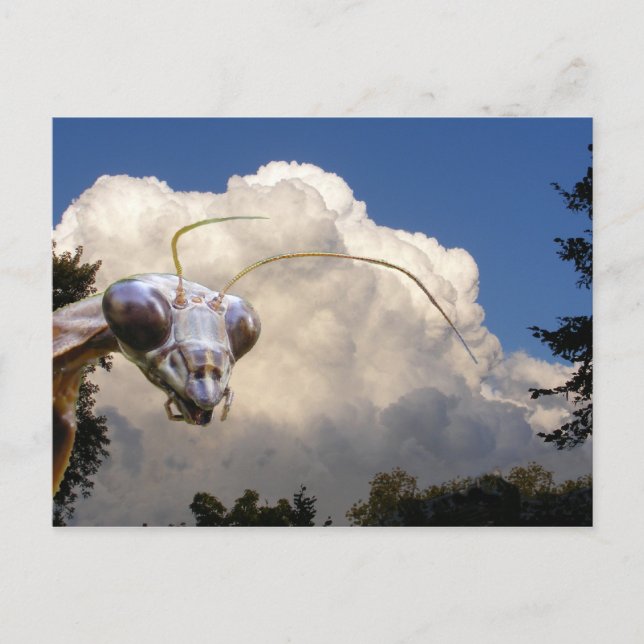 Cartão Postal Cartão-postal Mantis e Cloud (Frente)