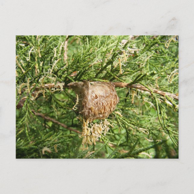 Cartão Postal Cartão-postal ~ Mantis Emergente (Frente)