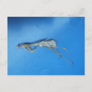 Cartão Postal Cartão-postal Mantis Skin ~