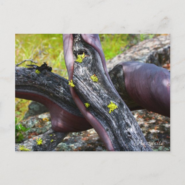 Cartão Postal Cartão-postal Manzanita (Frente)