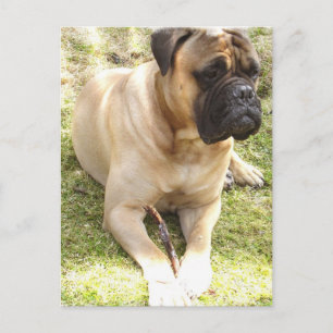 Cartão Postal Cartão-postal Mastiff Inglês