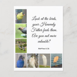 Cartão Postal Cartão-postal Matthew 6:26