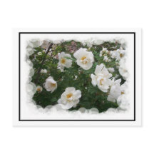 Cartão-postal May Flowers