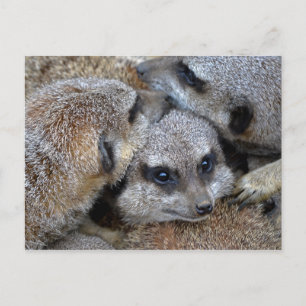 Cartão Postal Cartão-postal Meerkat