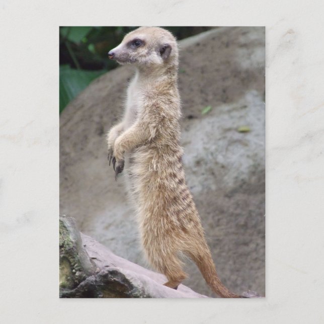 Cartão Postal Cartão-postal Meerkat Posto (Frente)