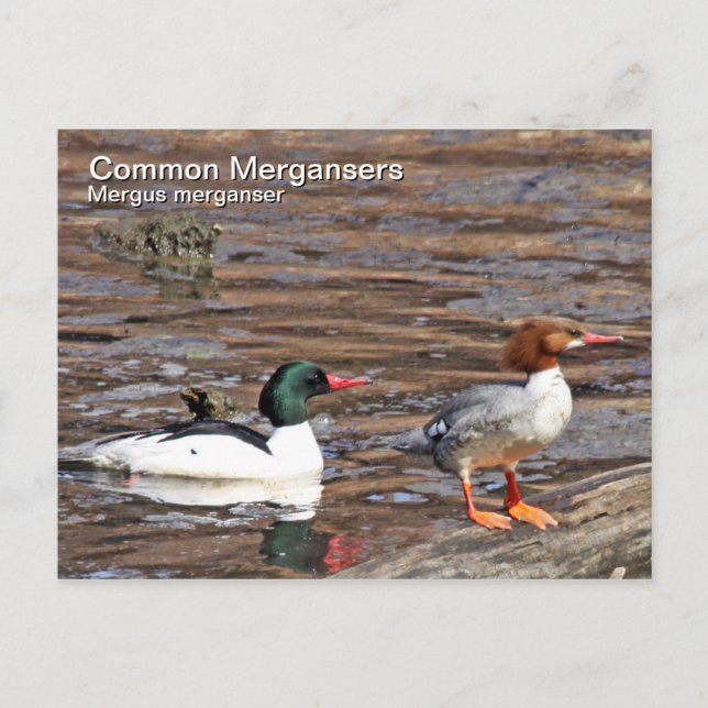 Cartão Postal Cartão-postal Merganser comum (Frente)