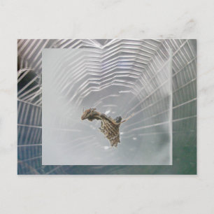 Cartão Postal Cartão-postal Micrathena Web e Spider