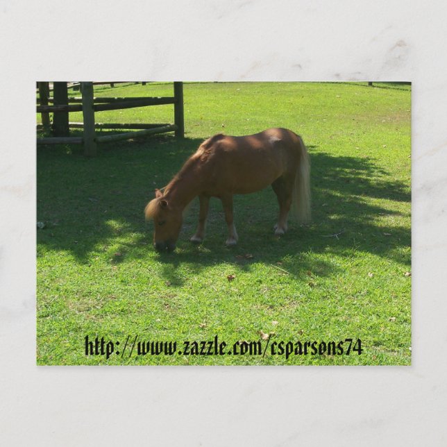 Cartão Postal Cartão-postal Mini Horse (Frente)