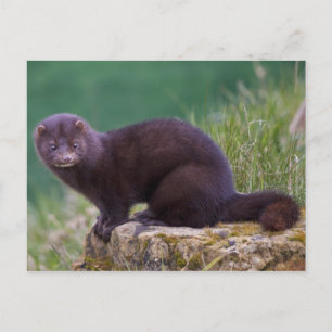 Cartão Postal Cartão-postal Mink
