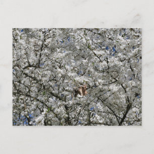 Cartão Postal Cartão-postal Mirabelle Blossom