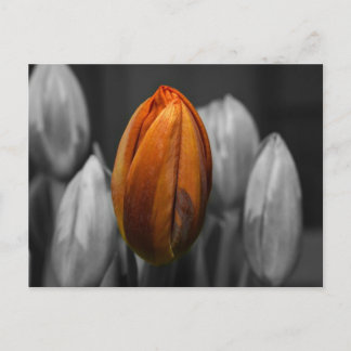 Cartão Postal Cartão-postal Misturado de Tulips