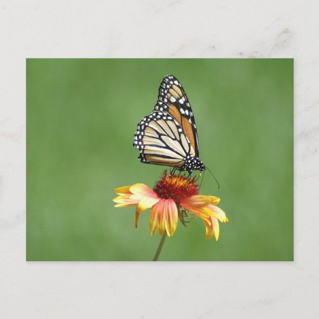 Cartão Postal Cartão-postal Monarca (Frente)