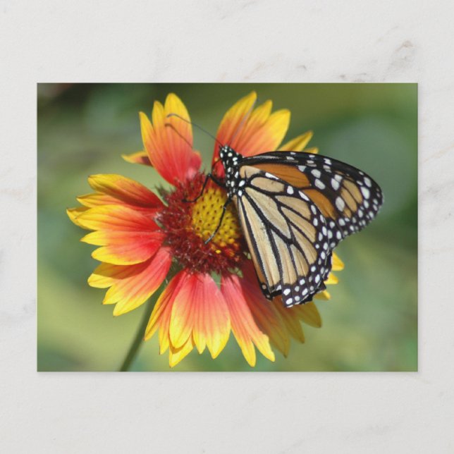 Cartão Postal Cartão-postal Monarca (Frente)