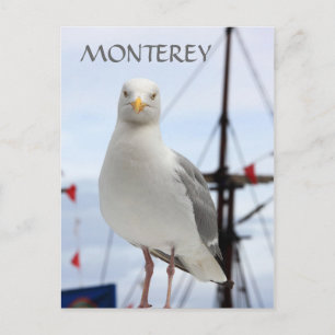 Cartão Postal Cartão-postal Monterey, Seagull e Boat