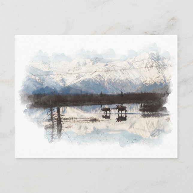 Cartão Postal Cartão-postal Moose (Frente)