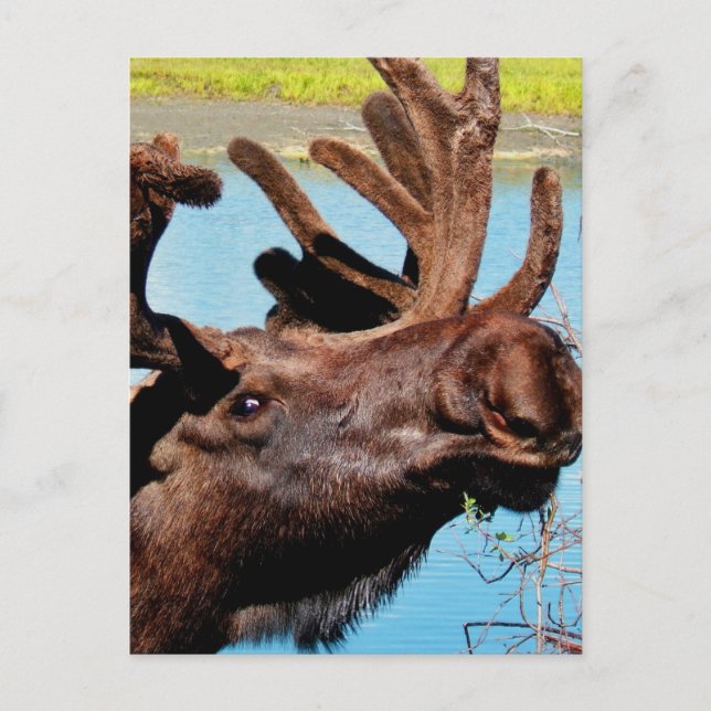 Cartão Postal Cartão-postal Moose (Frente)