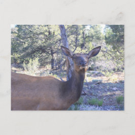 Cartão Postal Cartão-postal Moose