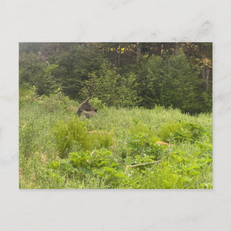 Cartão Postal Cartão-postal Moose em repouso