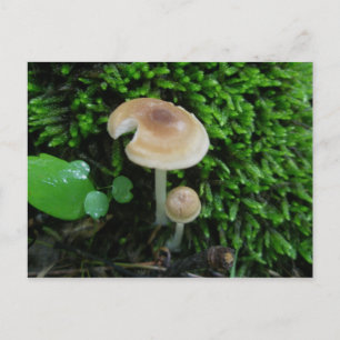 Cartão Postal Cartão-postal Moss Mshroom