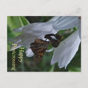 Cartão Postal Cartão-postal Moth