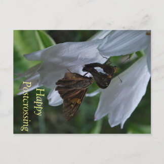 Cartão Postal Cartão-postal Moth