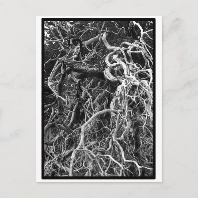 Cartão Postal Cartão-postal movido (Frente)