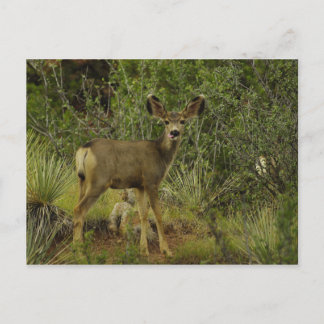 Cartão Postal Cartão-postal Mule Deer Raspberry