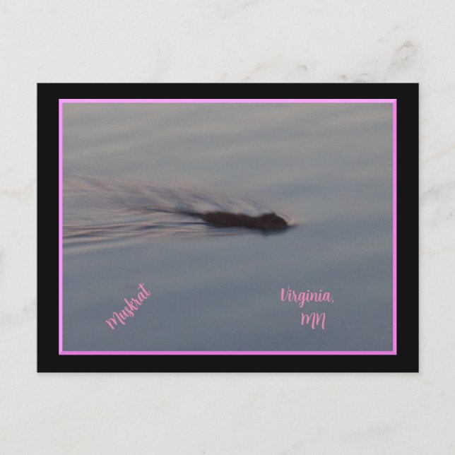 Cartão Postal Cartão-postal Muskrat no Minnesota (Frente)