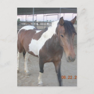 Cartão Postal Cartão-postal Mustang-Spirit