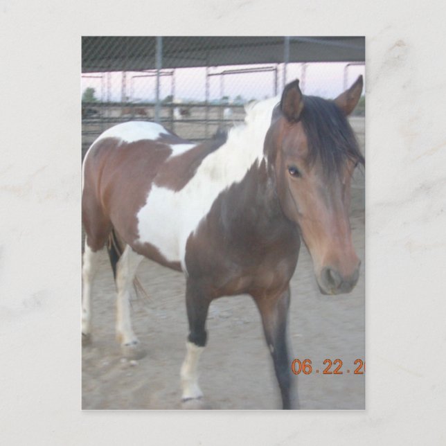 Cartão Postal Cartão-postal Mustang-Spirit (Frente)