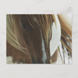 Cartão Postal Cartão-postal Mustang Wild Horse