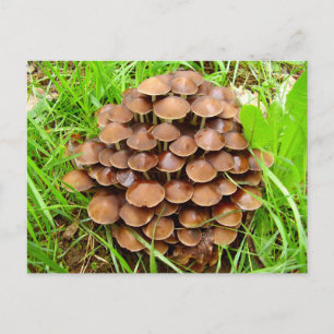 Cartão Postal Cartão-postal Mycena inclinata Mushroom