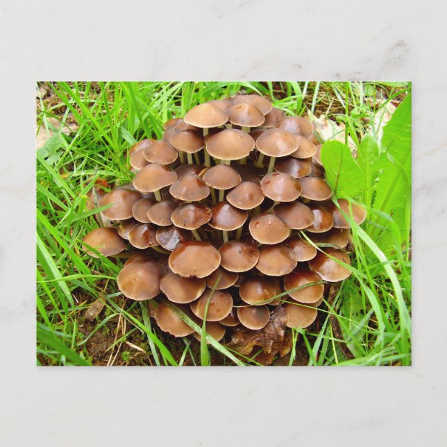 Cartão Postal Cartão-postal Mycena inclinata Mushroom (Frente)