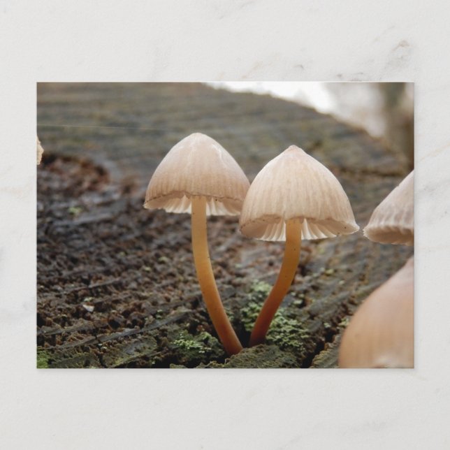 Cartão Postal Cartão-postal Mycena inclinata Mushroom (Frente)
