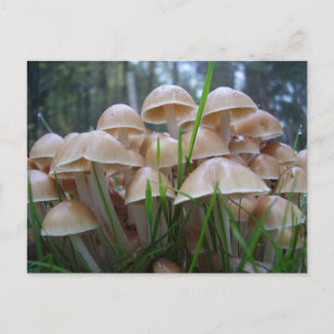 Cartão Postal Cartão-postal Mycena inclinata Mushroom