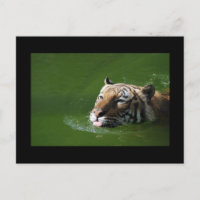 Cartão-postal Nadador