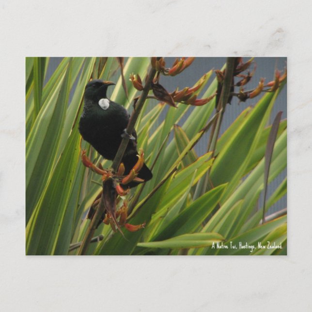 Cartão Postal Cartão-postal, Native Tui, Hawkes Bay, Nova Zelând (Frente)